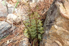 Asplenium praemorsum, photograph (c) Eric Schmidt, some rights reserved (CC BY)