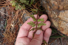Asplenium praemorsum, photograph (c) Eric Schmidt, some rights reserved (CC BY)