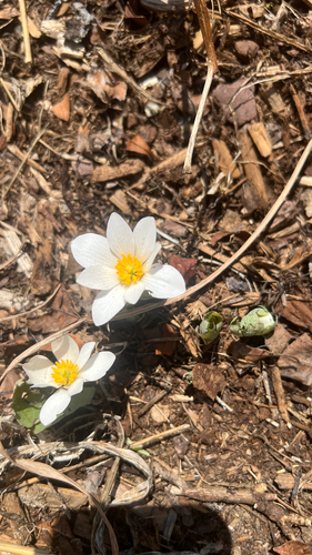 Bloodroot (Sanguinaria canadensis)