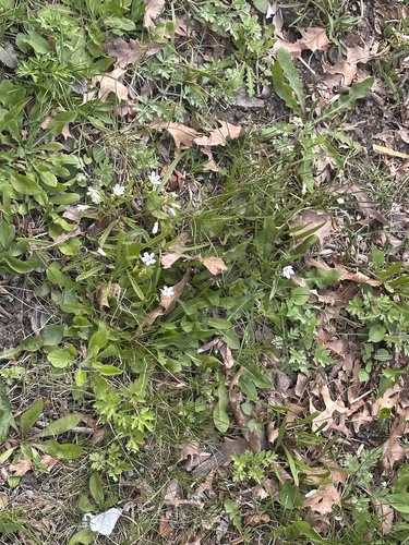Virginia Springbeauty (Claytonia virginica)