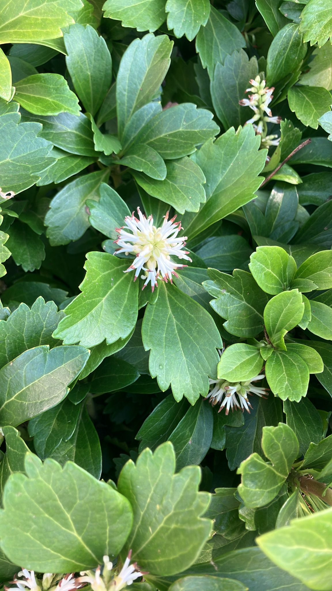 Japanese Pachysandra (Pachysandra terminalis)