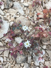 Drymaria holosteoides