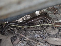 Plestiodon tetragrammus brevilineatus