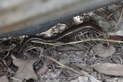 Plestiodon tetragrammus brevilineatus