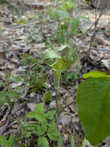 Jack in the Pulpit (Arisaema triphyllum)