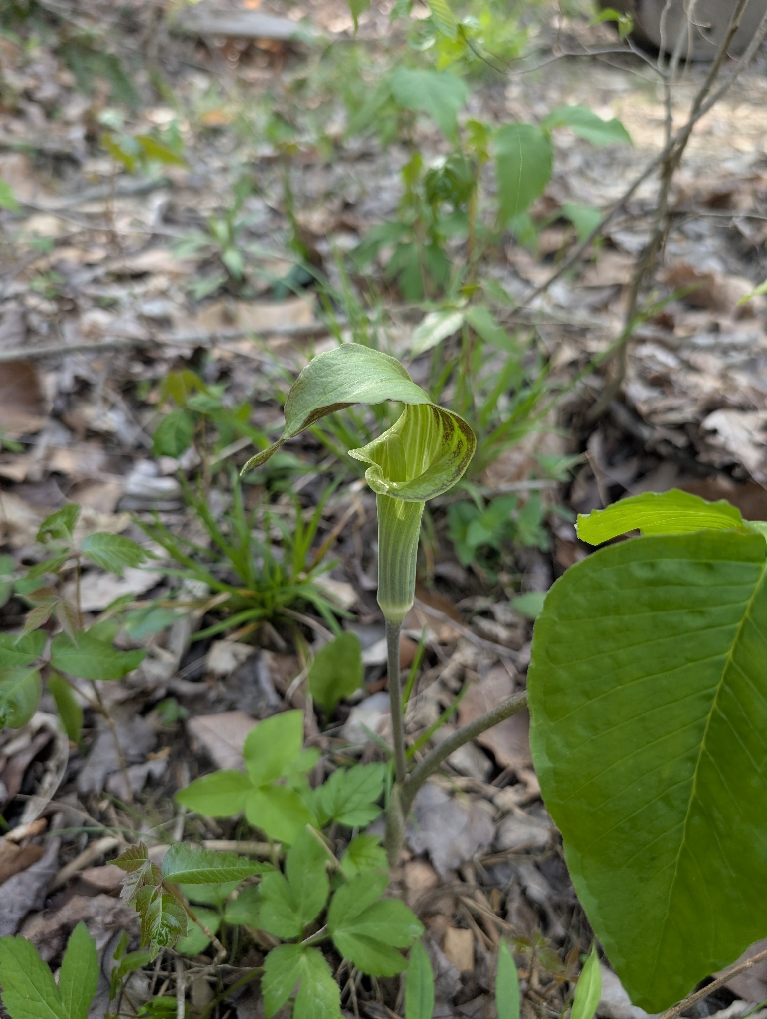 Jack In The Pulpit (Arisaema triphyllum)