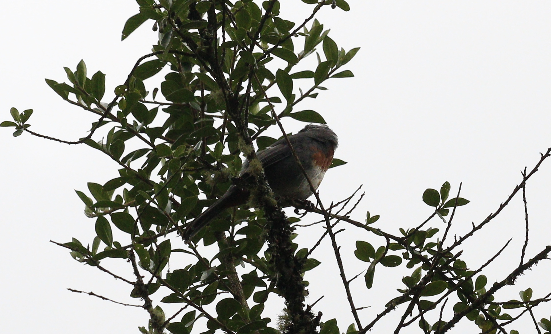 Chestnut-breasted Mountain Finch (Poospizopsis caesar), photo 2