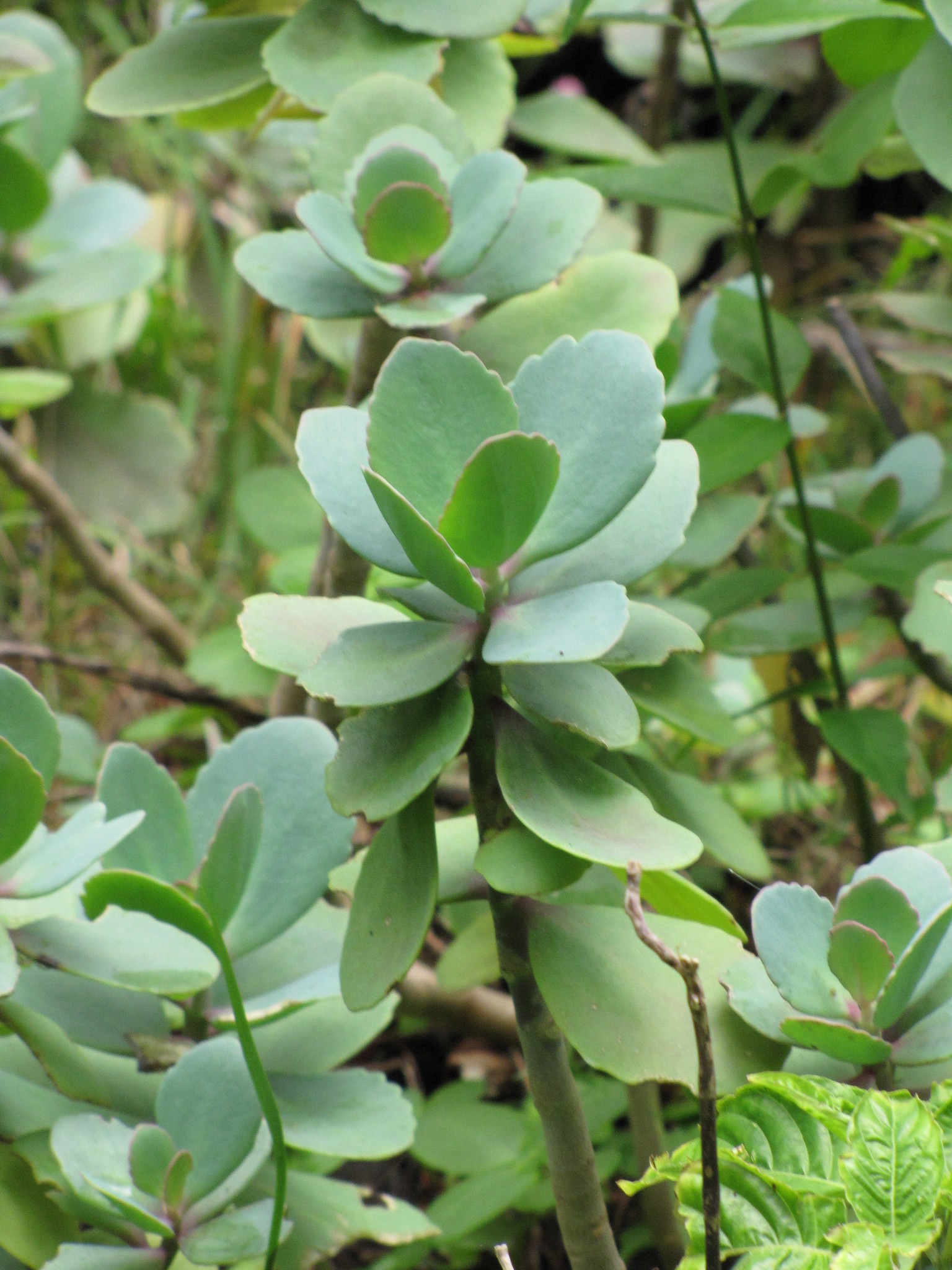Kalanchoe grandiflora
