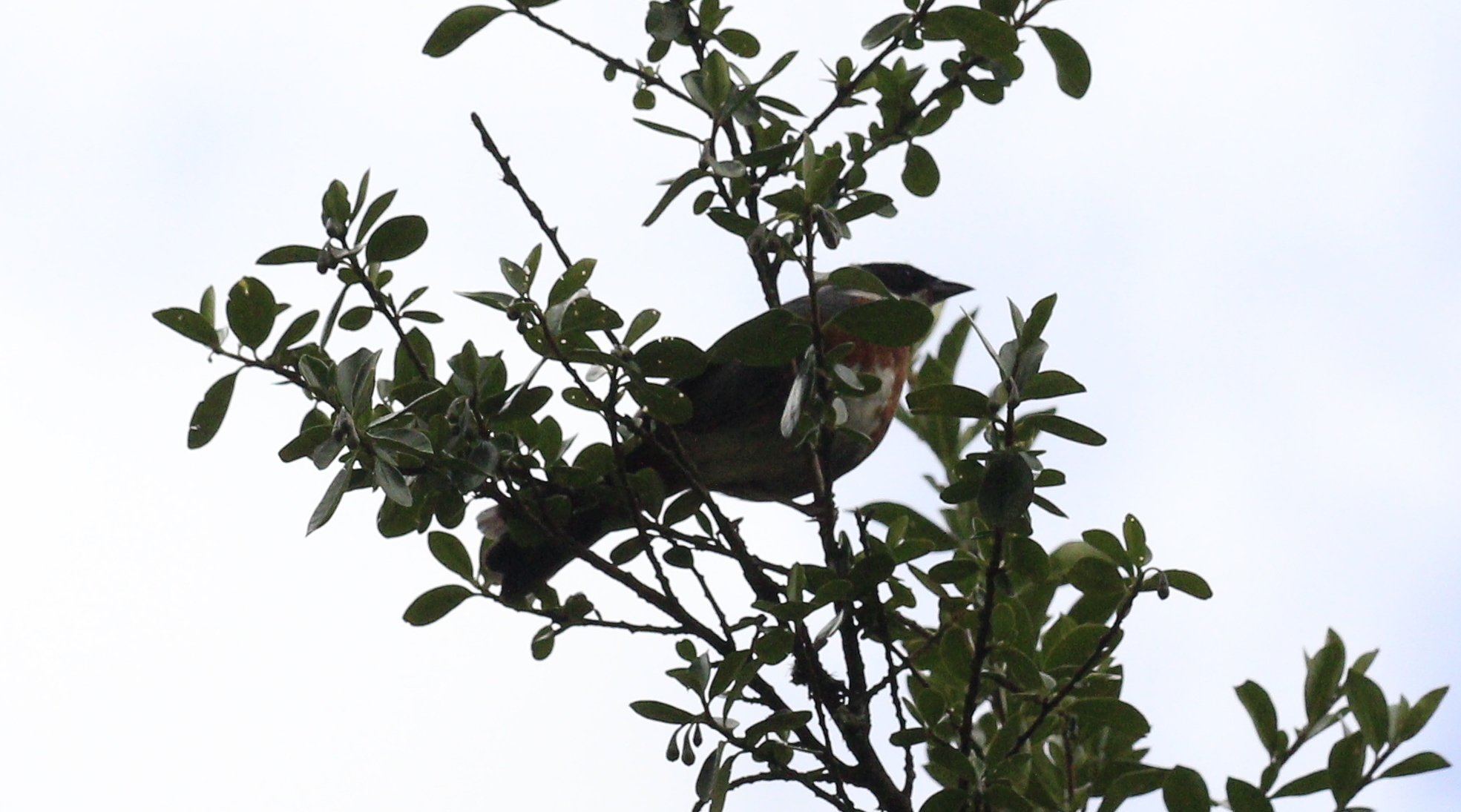 Chestnut-breasted Mountain Finch (Poospizopsis caesar), photo 3