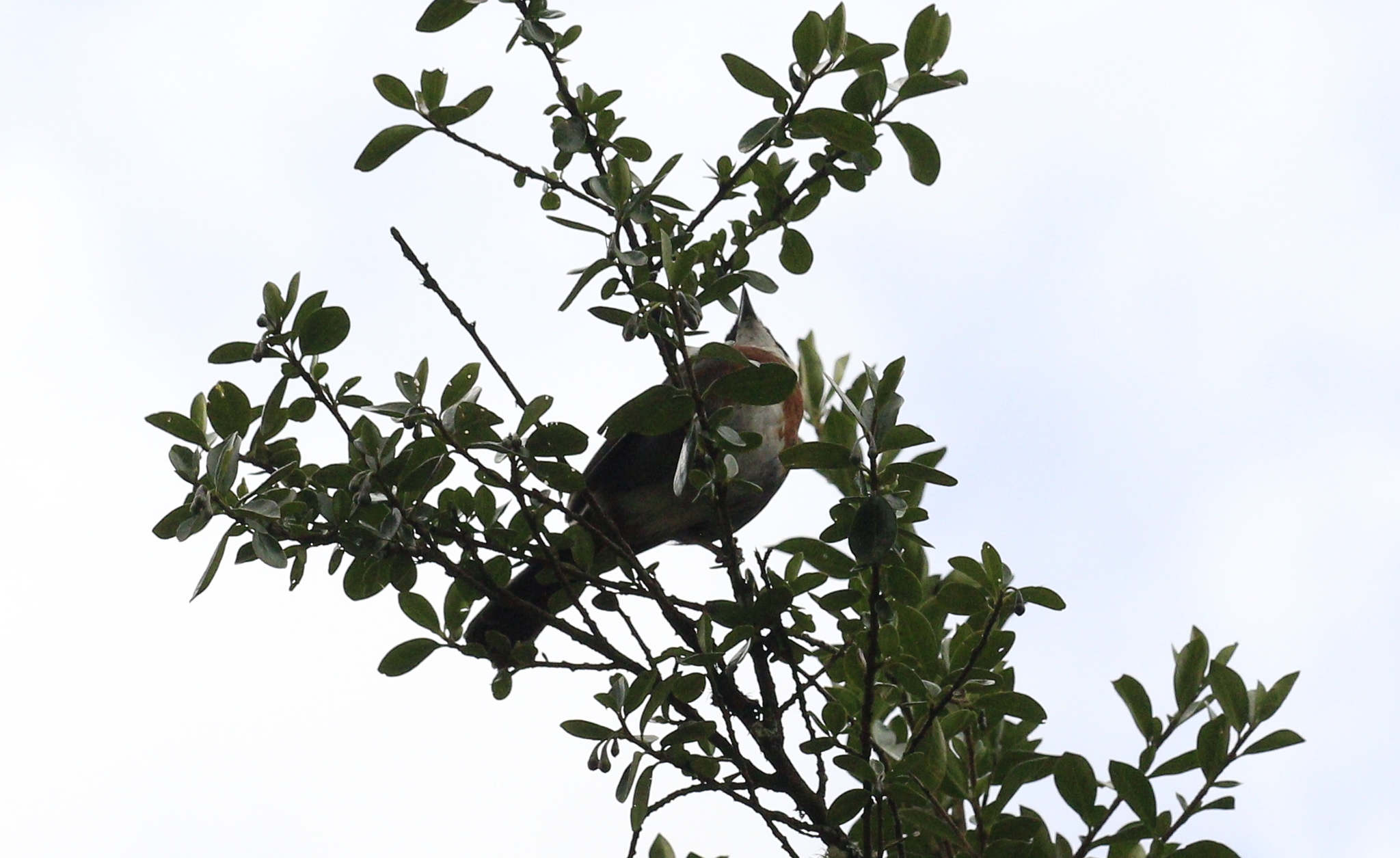 Chestnut-breasted Mountain Finch (Poospizopsis caesar), photo 10