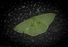 Comostola leucomerata