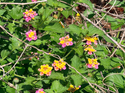 common lantana (Lantana camara)