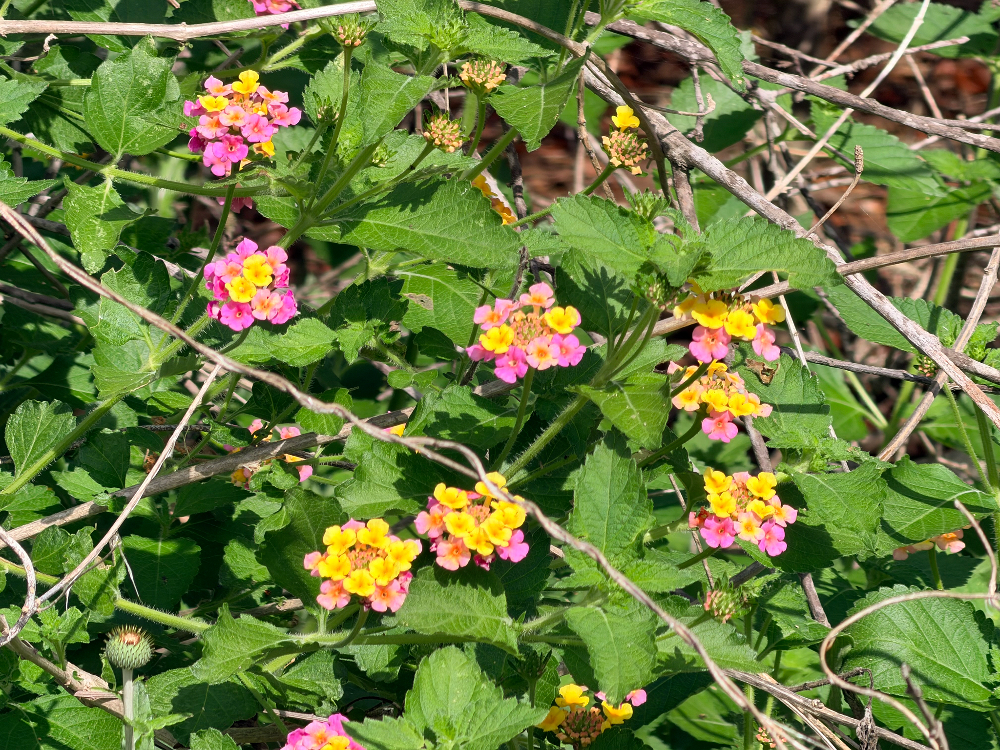 Common Lantana (Lantana camara)