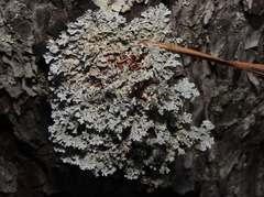 Imshaugia placorodia