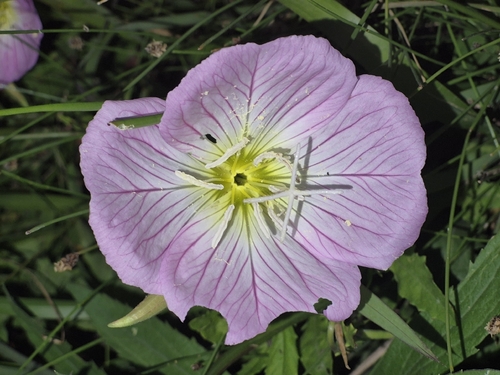 Pinkladies (Oenothera speciosa)