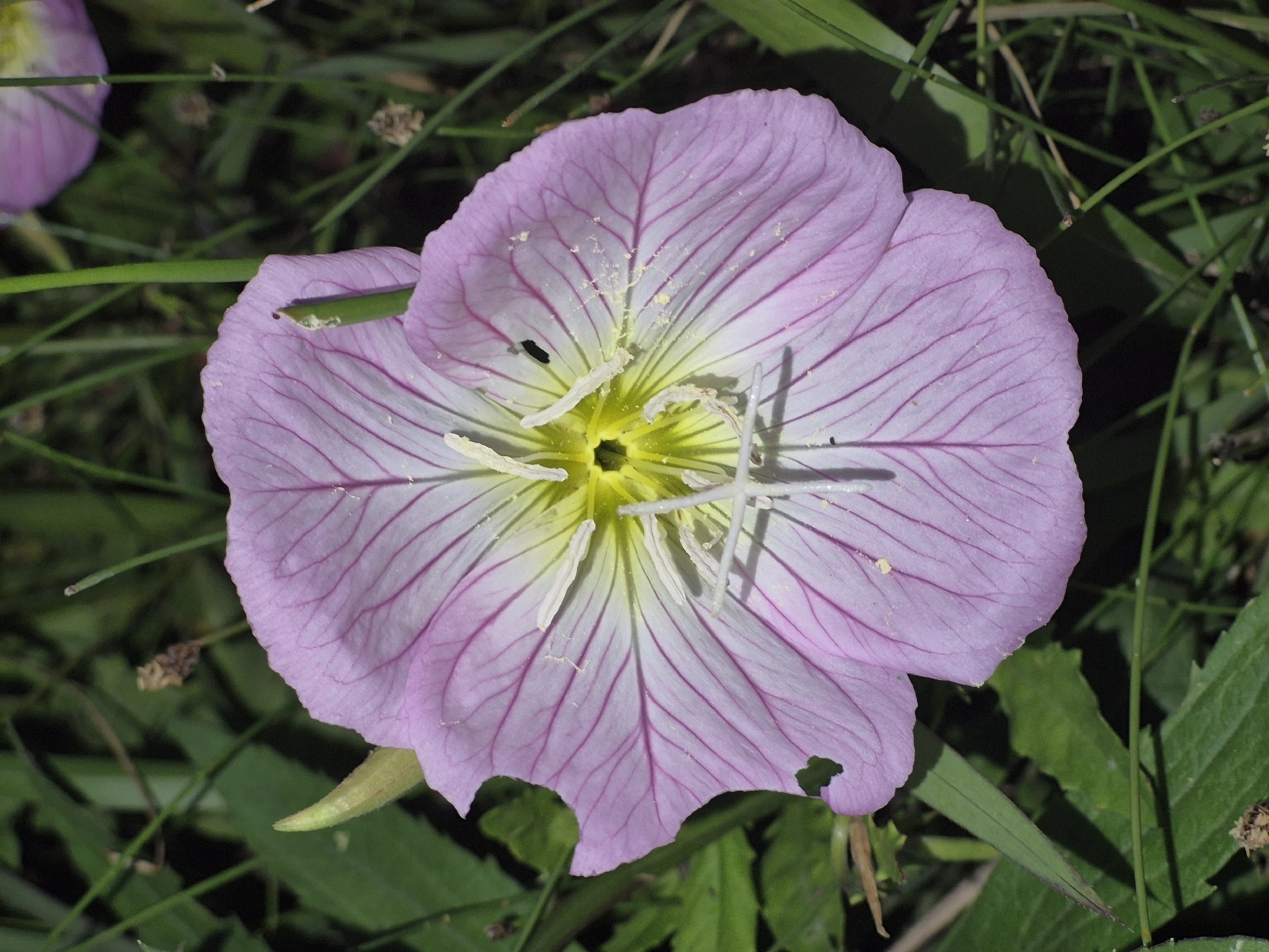 Pinkladies (Oenothera speciosa)