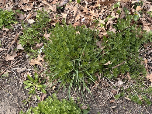 Hedge Bedstraw (Galium mollugo)