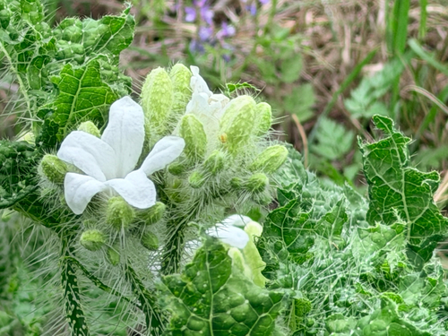 Texas Bull Nettle (Cnidoscolus texanus)