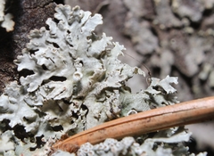 Imshaugia placorodia