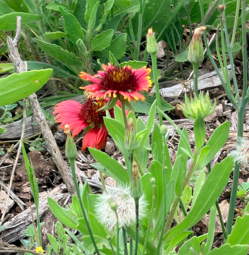 firewheel (Gaillardia pulchella)
