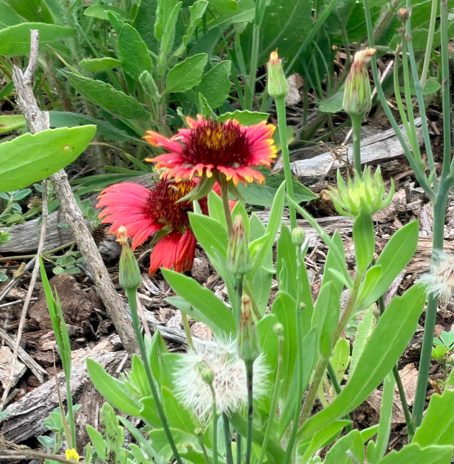 Firewheel (Gaillardia pulchella)