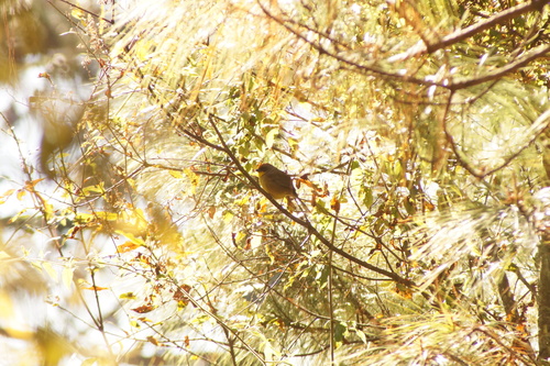 Rufous-capped Brushfinch (Atlapetes pileatus), photo 4