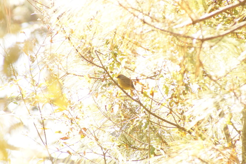 Rufous-capped Brushfinch (Atlapetes pileatus), photo 6