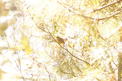 Rufous-capped Brushfinch (Atlapetes pileatus), photo 7