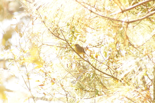 Rufous-capped Brushfinch (Atlapetes pileatus), photo 5