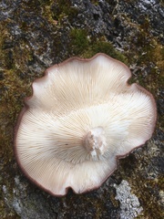 Lentinula edodes