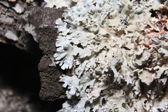 Imshaugia placorodia