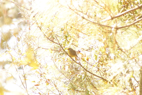 Rufous-capped Brushfinch (Atlapetes pileatus), photo 9