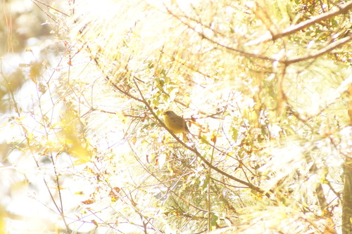 Rufous-capped Brushfinch (Atlapetes pileatus), photo 8
