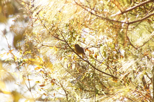 Rufous-capped Brushfinch (Atlapetes pileatus), photo 10