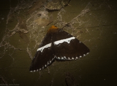 Buzara frontinus