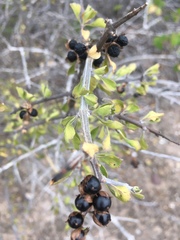 Citharexylum flabellifolium