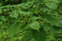 Viburnum wrightii