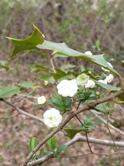 Spiraea prunifolia