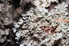 Imshaugia placorodia