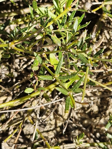 Heathy Mirbelia (Mirbelia rubiifolia)