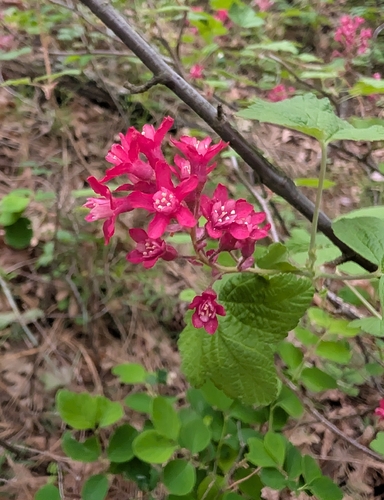 Red-flowering Currant (Ribes sanguineum)