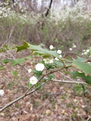 Spiraea prunifolia