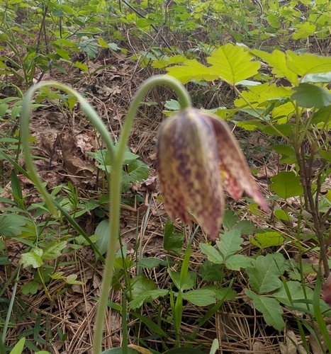 checker lily (Fritillaria affinis)