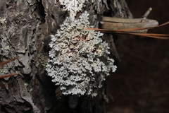 Imshaugia placorodia