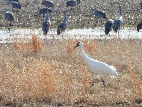 Whooping Crane photographed in Kentucky