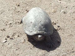 Kinosternon hirtipes