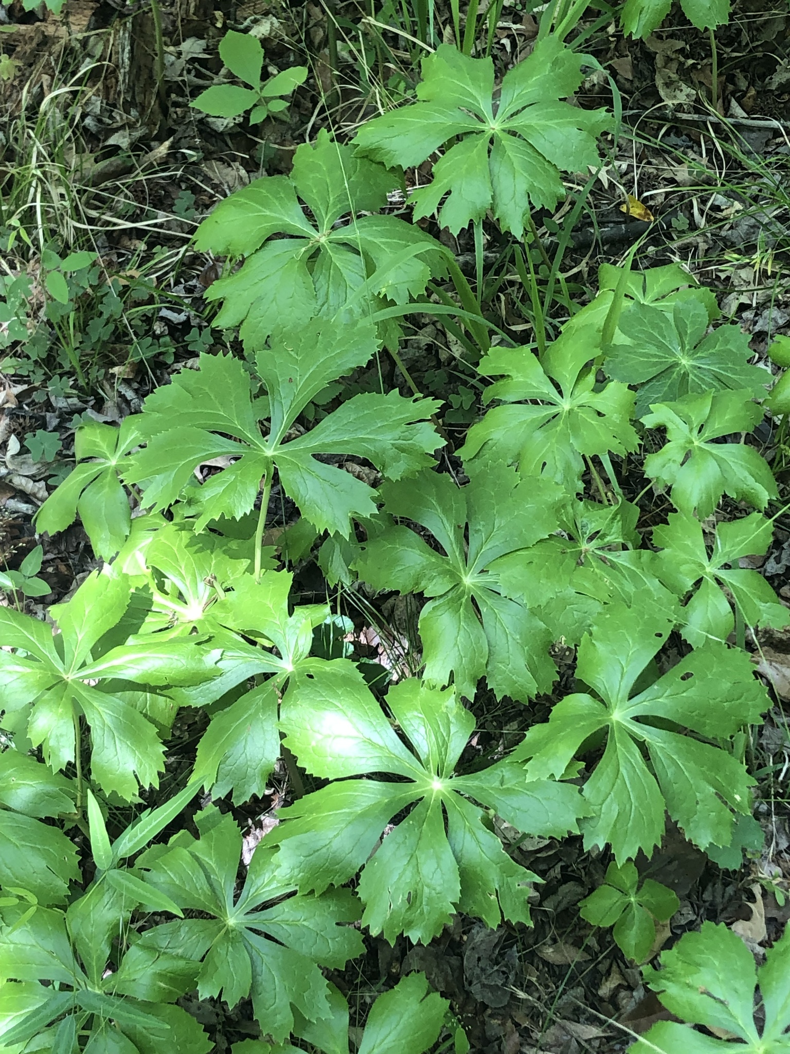 Mayapple (Podophyllum peltatum)