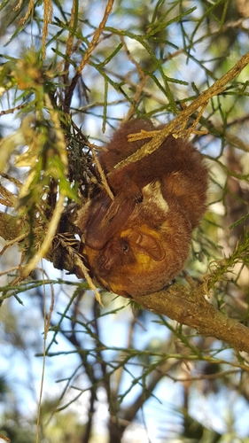Seminole Bat (Lasiurus seminolus), a species recorded in Texas