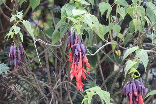 Giant Andean Sage (Salvia dombeyi)