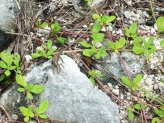 Emoia cyanura